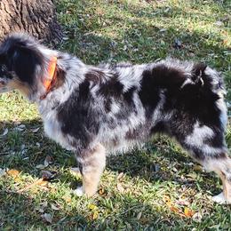 Miniature Australian Shepherds from Kristin Cox's Miniature Australian Shepherds