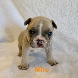 Milo - Tricolors male French Bulldog puppy in San Antonio, Texas from Chary's Elite Frenchies