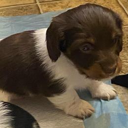 MOCHA - Piebald male Dachshund puppy in Elizabethtown, Kentucky from Teeny Tiny Puppy Tails
