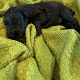 Elijah - Black male Giant Schnauzer puppy in Noblesville, Indiana from Stratton House Kennels