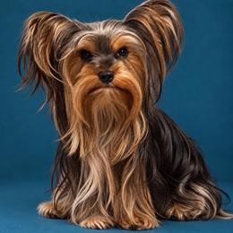 Studd Muffin - Yorkshire Terrier