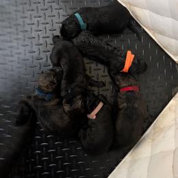Light Pink - Black female German Shepherd puppy in Motley, Minnesota from Von Thomson Haus