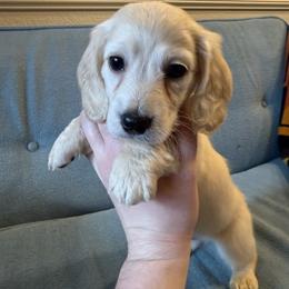 Boy 2 - Cream male Dachshund puppy in Walla Walla Valley, Oregon from English Cream Dachshunds