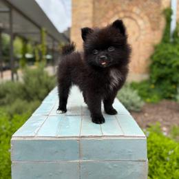 Panther - Black female Pomeranian puppy in San Antonio, Texas from San Antonio Pomeranian