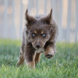 Australian Shepherd, Miniature American Shepherd, Miniature Australian Shepherd, and Toy Australian Shepherd Puppies from Painted Blue Aussies
