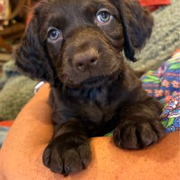Little Boy 5 - Dark brown male Boykin Spaniel puppy in Bowling Green, Kentucky from Drakes Creek Boykins LLC