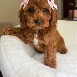 Louisa - Apricot female Cavapoo puppy in Charles City, Virginia from Historic triangle doodles Charles City, Virginia