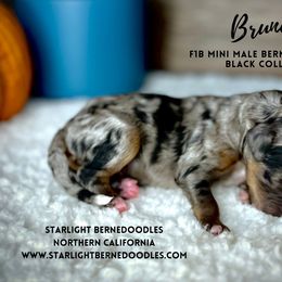 Bernedoodle Puppies from Starlight Bernedoodles