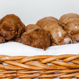 Goldendoodles and Sheepadoodles from Utah Doodles
