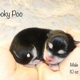 Snooky Poo - Black and white male Pomsky puppy in Denham Springs, Louisiana from Bayouland Pomskies