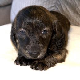 Girl 1 - Brindle female Dachshund puppy in Fredonia, Arizona from Desert Horizon Dachshunds