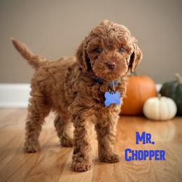 Mr. Chopper - Chocolate male Cavapoo puppy in Sacramento, California from Dandy Doodles Goldendoodles