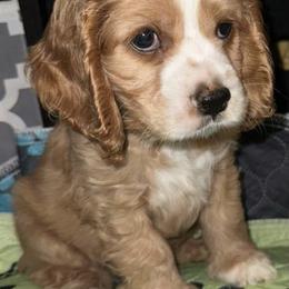 Cocker Spaniel Puppies from Fleur de Lis Cockers- Cuchna Cockers