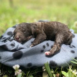 Lily - Sable female Aussiedoodle puppy in Kings Mountain, North Carolina from Champion Farms Doodles