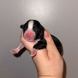 Noelle - Black tri female Miniature Australian Shepherd puppy in Liberty, Mississippi from Liberty Oaks Aussies and Dachshunds