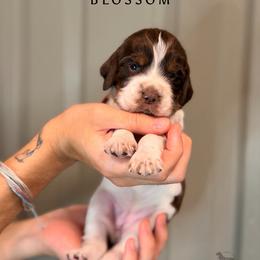 Blossom - Liver white and tan female English Springer Spaniel puppy in Brownsville, Texas from South Texas Springers