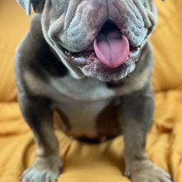 Sarabi - Bulldog