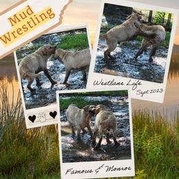 Labrador Retriever Puppies from Westlane Dogs