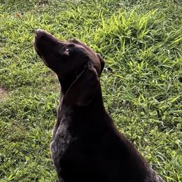Daisy Mae - German Shorthaired Pointer