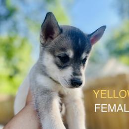 Pomeranian and Siberian Husky Puppies from Lor-Huinil's Dogs