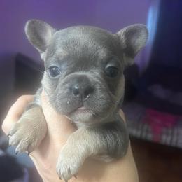 Blueberry Nog - Blue female French Bulldog puppy in New Castle, Delaware from Sasha’s Elite Kennel LLC