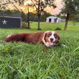 Rose - Australian Shepherd