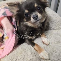 Millie - Chihuahua