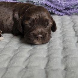 Girl 3 Jocasta - Sable female Cocker Spaniel puppy in Morristown, Tennessee from Down in the Holler