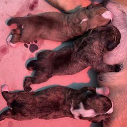 Boxer Puppies from Von Royal Dell'Infinite Bellissimo Deutscher