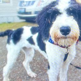 LeFou - Bernedoodle puppy from Little Lake Doodles
