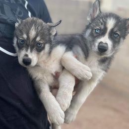 Siberian Huskies from Sandoval Az Husky