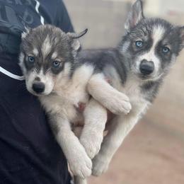 Siberian Huskies from Sandoval Az Husky