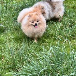 Carmela - Cream female Pomeranian puppy in Colton, Oregon from Shelli’s Pampered Poms