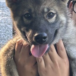 Rosalina - Black gray agouti female Tamaskan puppy in Kansas City, Missouri from Little Bear Tamaskans