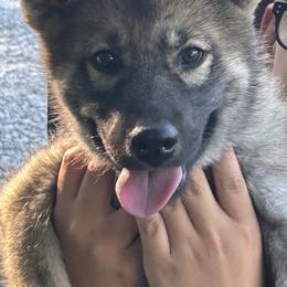 Rosalina - Black gray agouti female Tamaskan puppy in Kansas City, Missouri from Little Bear Tamaskans