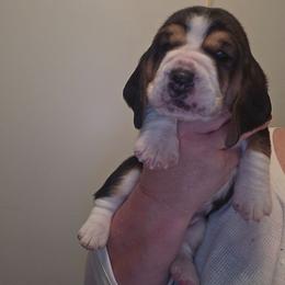 LURCH - Black brown and white male Basset Hound puppy in Lexington, Kentucky from Hound Ridge Meadows