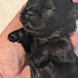 Coal - Black male Shih Tzu puppy in Claxton, Georgia from Small Pawz Shih tzu