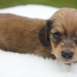 Rockey - Cream male Dachshund puppy in Morrow, Ohio from Courtney’s Colorful Doxies