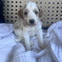 Gatsby - Red  male Goldendoodle puppy in Calera, Alabama from Red Mountain Minis