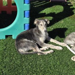 Gambit - Black and tan male Silken Windhound puppy in Hanna, Oklahoma from Daybreak Silken Windhounds
