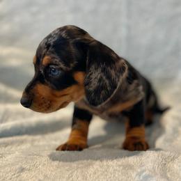 Starling - Dapple female Dachshund puppy in Purdy, Missouri from Shotgun Pups
