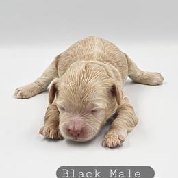 Black Male - Buff and white male Cockapoo puppy in Mocksville, North Carolina from Hunting Creek Farms