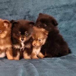 Pomeranian Puppies from Prancing Poms