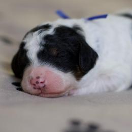 Ash - Black and white male Bernedoodle puppy in Springtown, Texas from North Texas Puppies