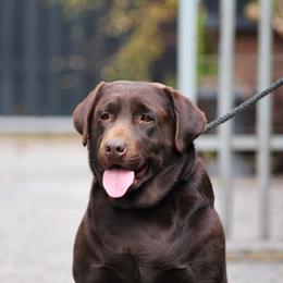 Kona - Labrador Retriever