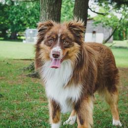 Monk - Miniature Australian Shepherd