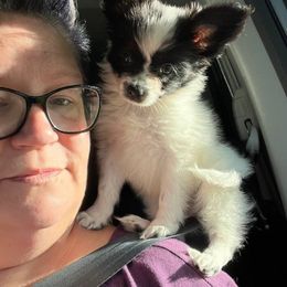 Papillon Puppies from Tiny Treasures Papillons