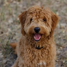 Goldendoodles from Sundance Ranch Doodles