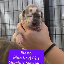 Elana - Blue and white female Great Dane puppy in Longview, Texas from Lazy A Danes