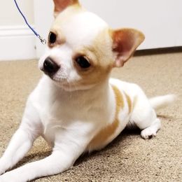 Rocket - Chihuahua